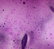 ube latte numorning